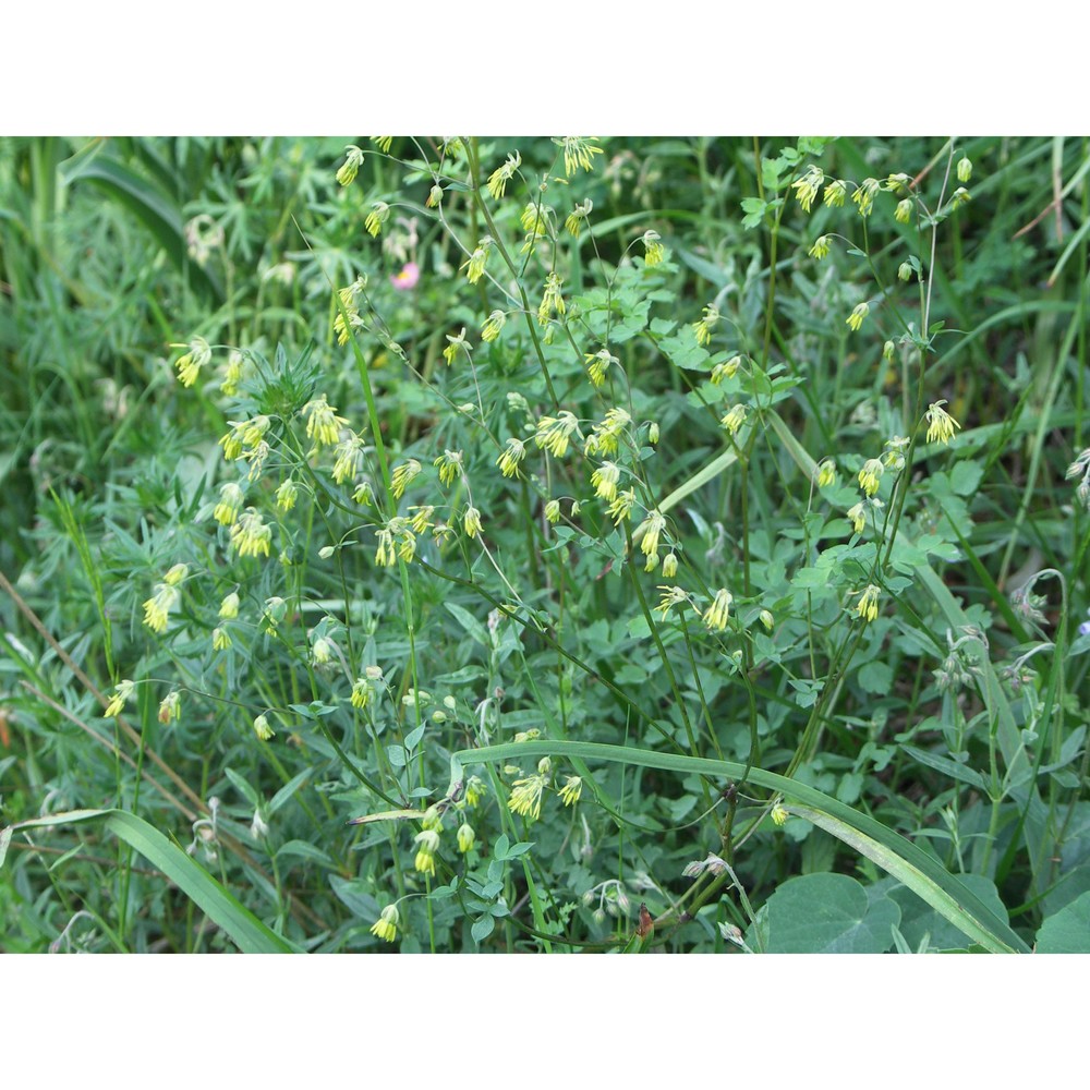 thalictrum foetidum l.