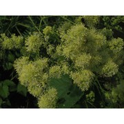 thalictrum lucidum l.