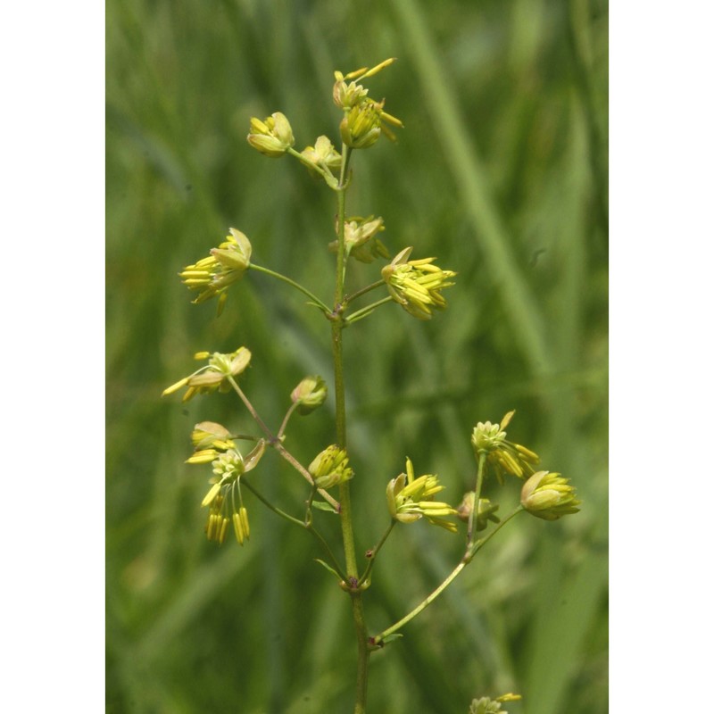 thalictrum minus l.