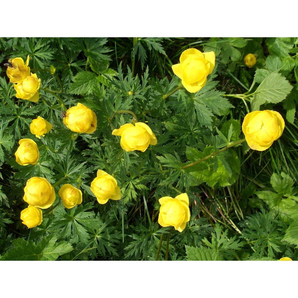 trollius europaeus l.