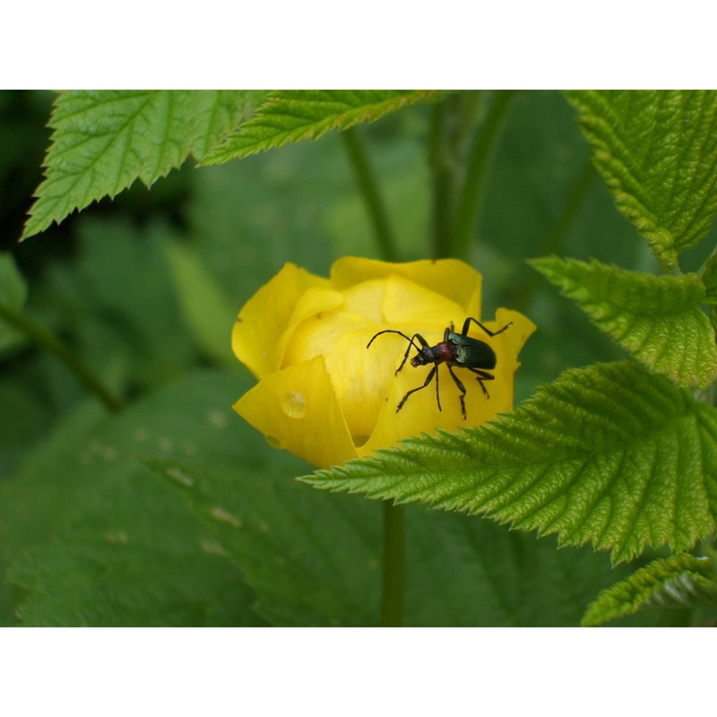 trollius europaeus l.