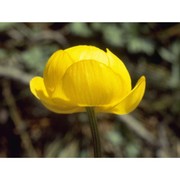 trollius europaeus l.