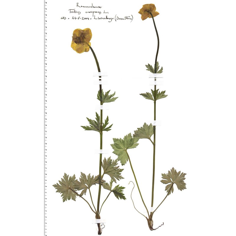 trollius europaeus l.