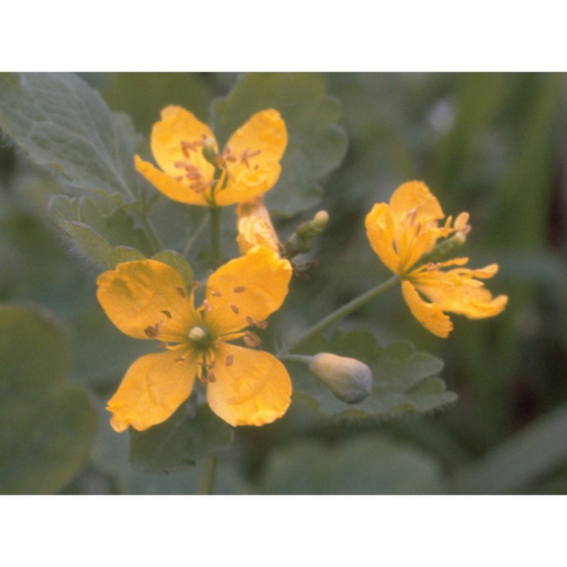 chelidonium majus l.