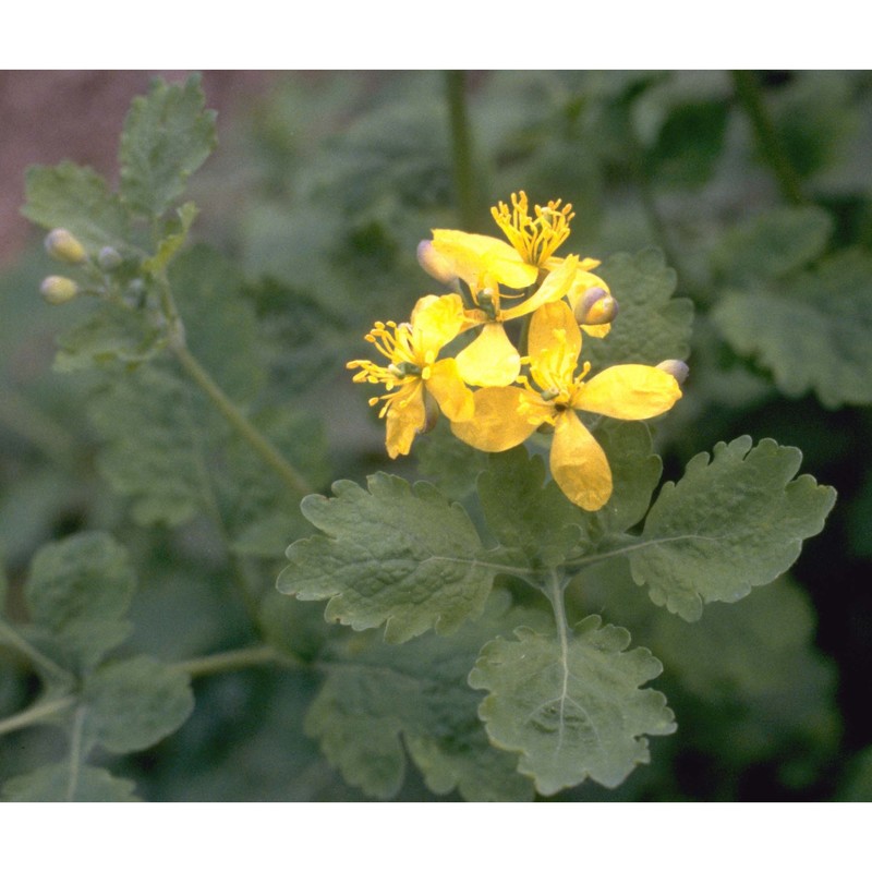 chelidonium majus l.