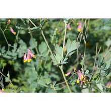 corydalis capnoides (l.) pers.