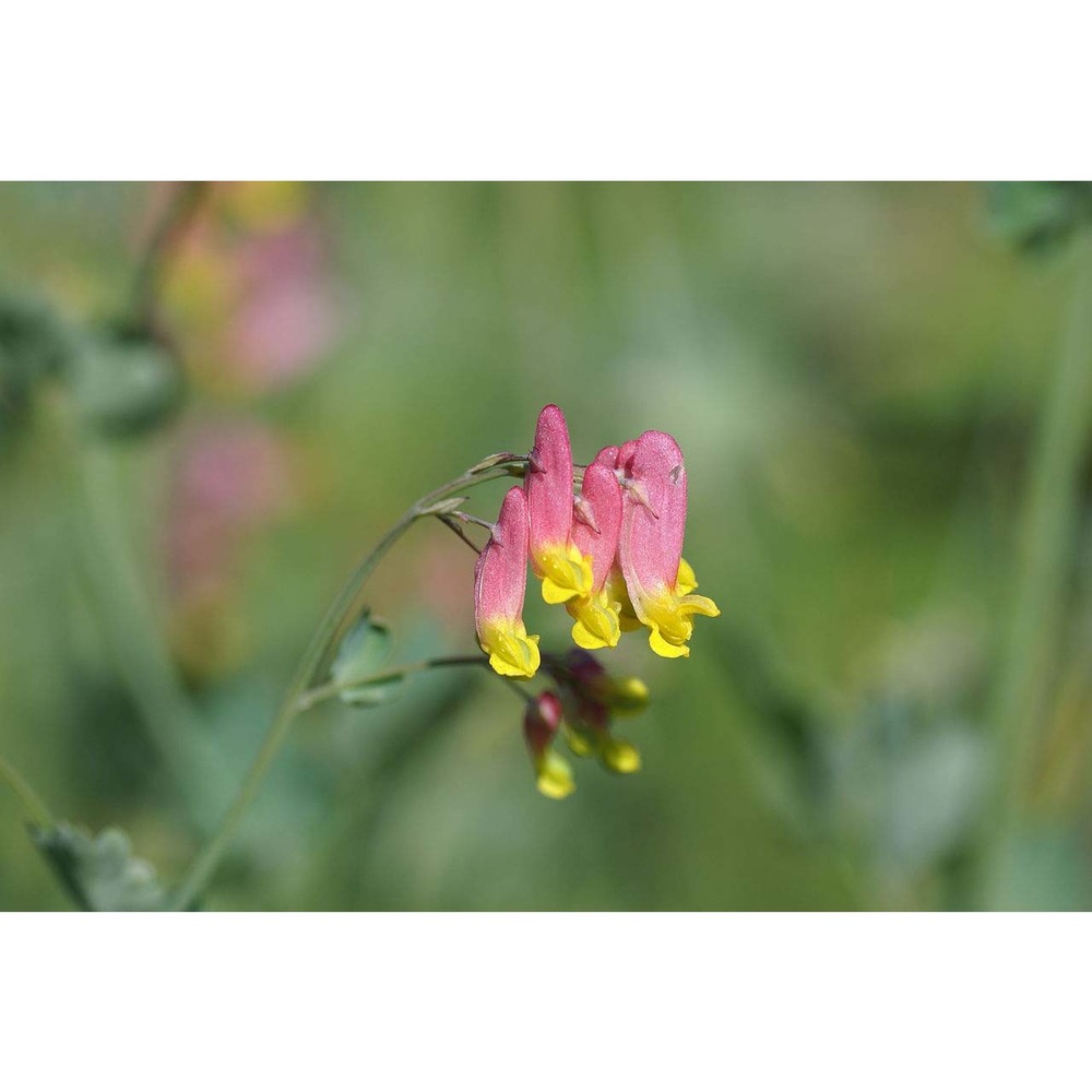 corydalis capnoides (l.) pers.