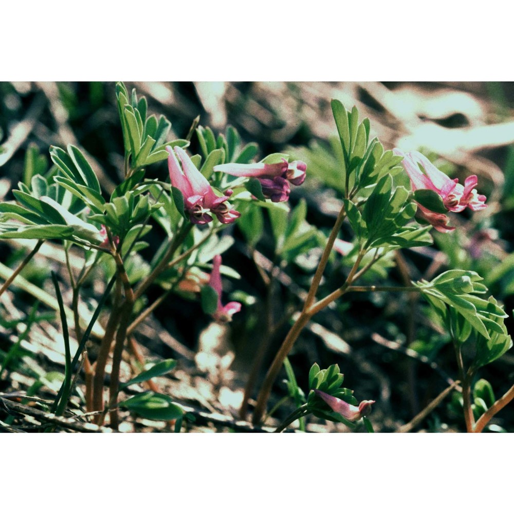 corydalis intermedia (l.) mérat