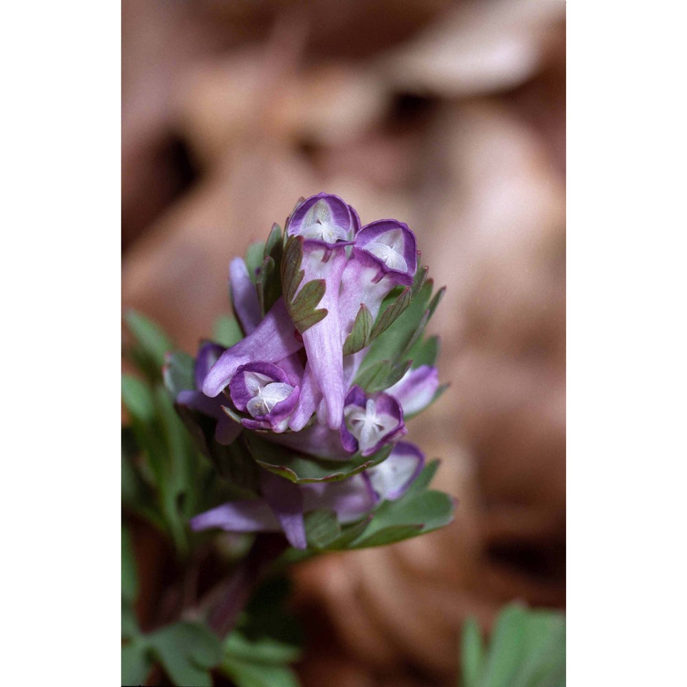 corydalis intermedia (l.) mérat