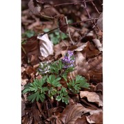 corydalis intermedia (l.) mérat