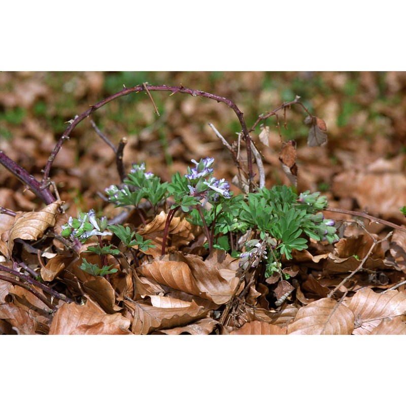 corydalis intermedia (l.) mérat