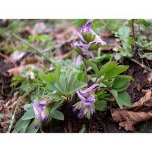 corydalis pumila (host) rchb.