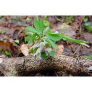 corydalis pumila (host) rchb.