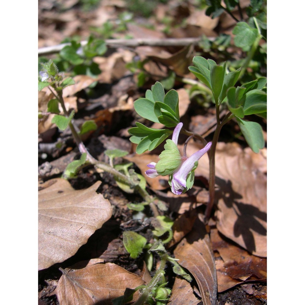 corydalis pumila (host) rchb.