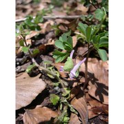 corydalis pumila (host) rchb.