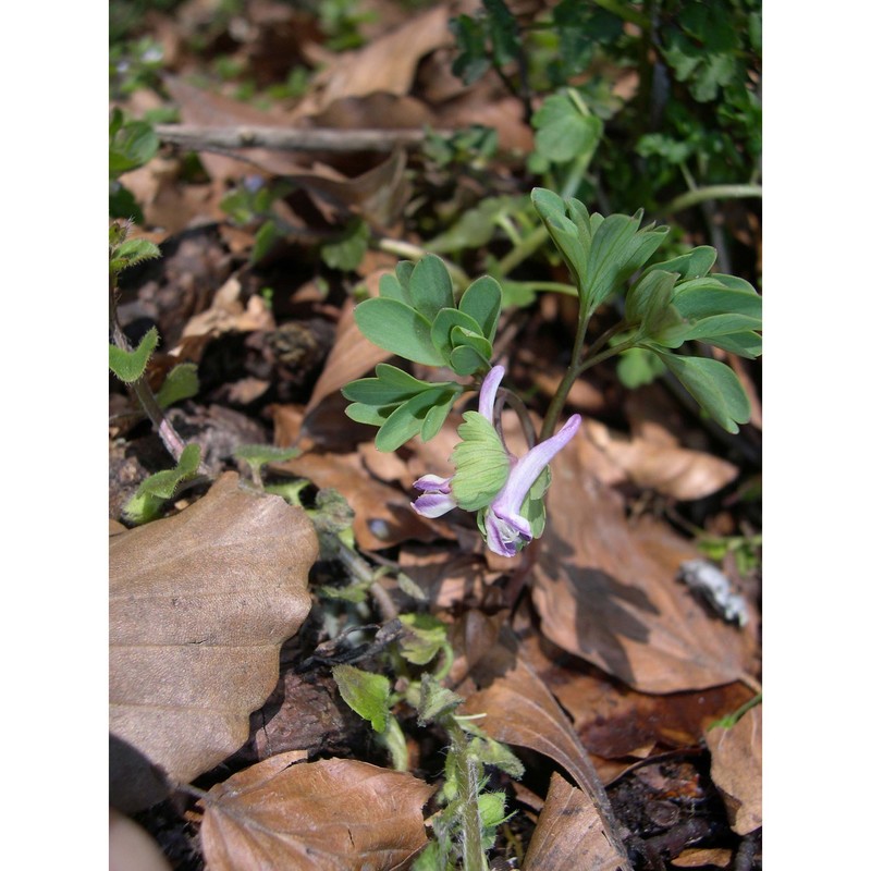 corydalis pumila (host) rchb.