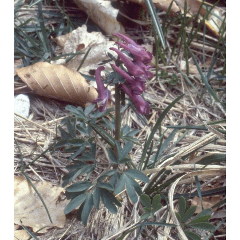 corydalis solida (l.) clairv.