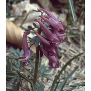 corydalis solida (l.) clairv.