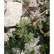 corydalis solida (l.) clairv.