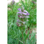 corydalis solida (l.) clairv.