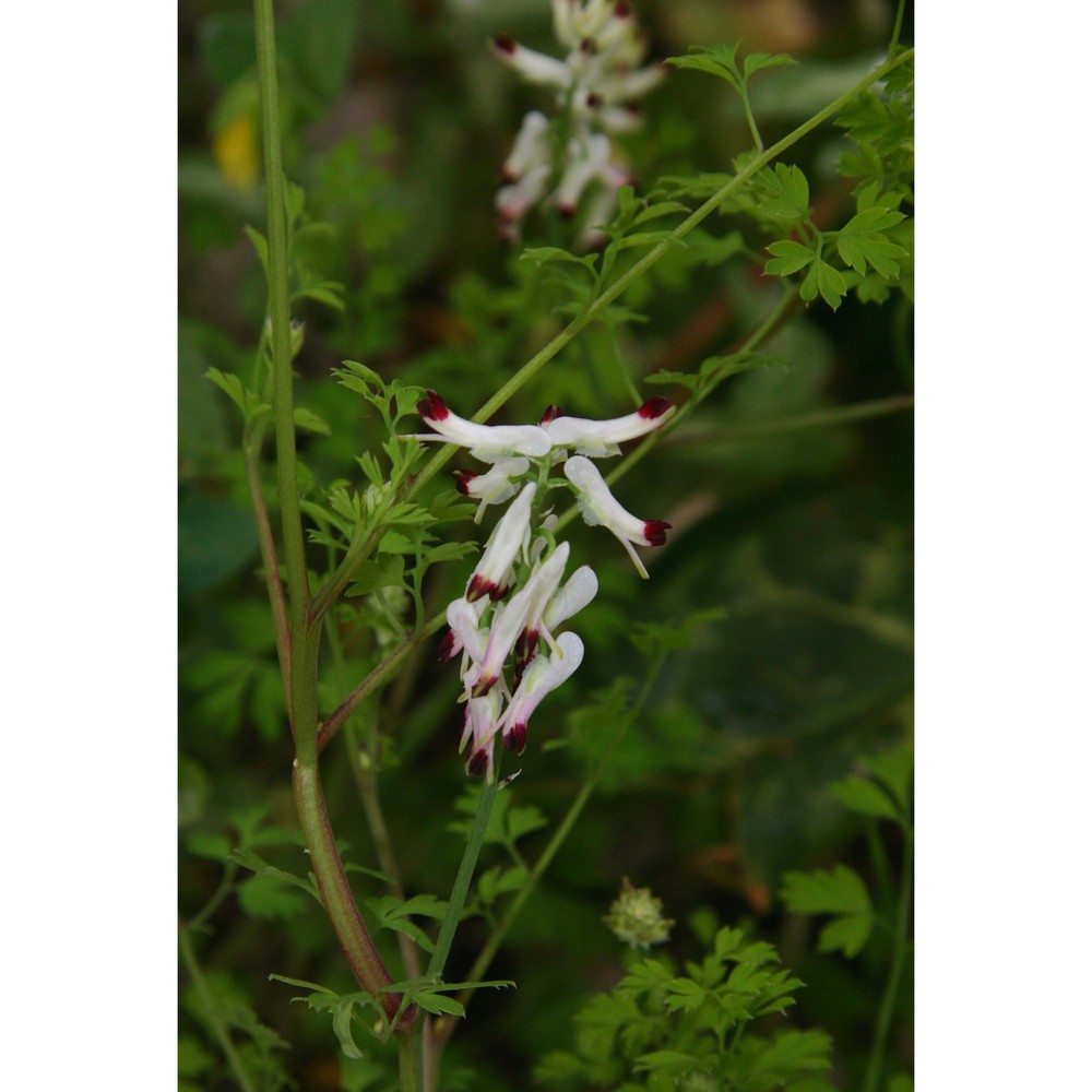 fumaria capreolata l.