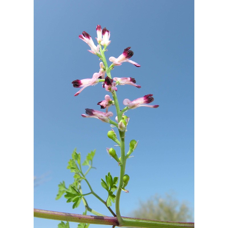 fumaria densiflora dc.