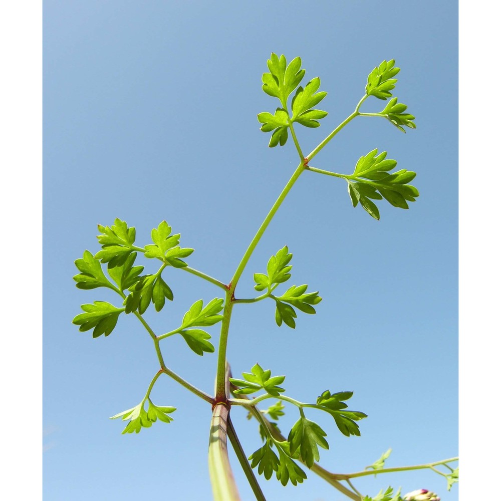 fumaria densiflora dc.