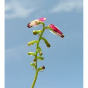 fumaria flabellata gasp.