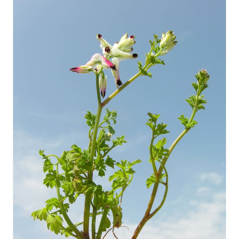 fumaria flabellata gasp.