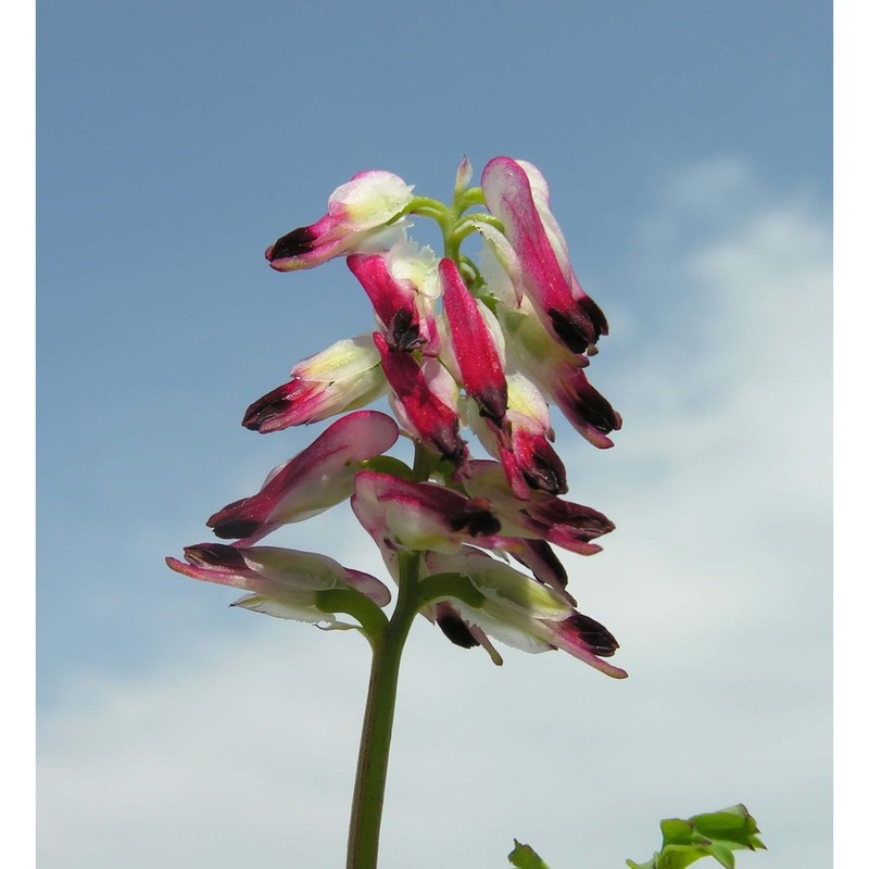 fumaria flabellata gasp.