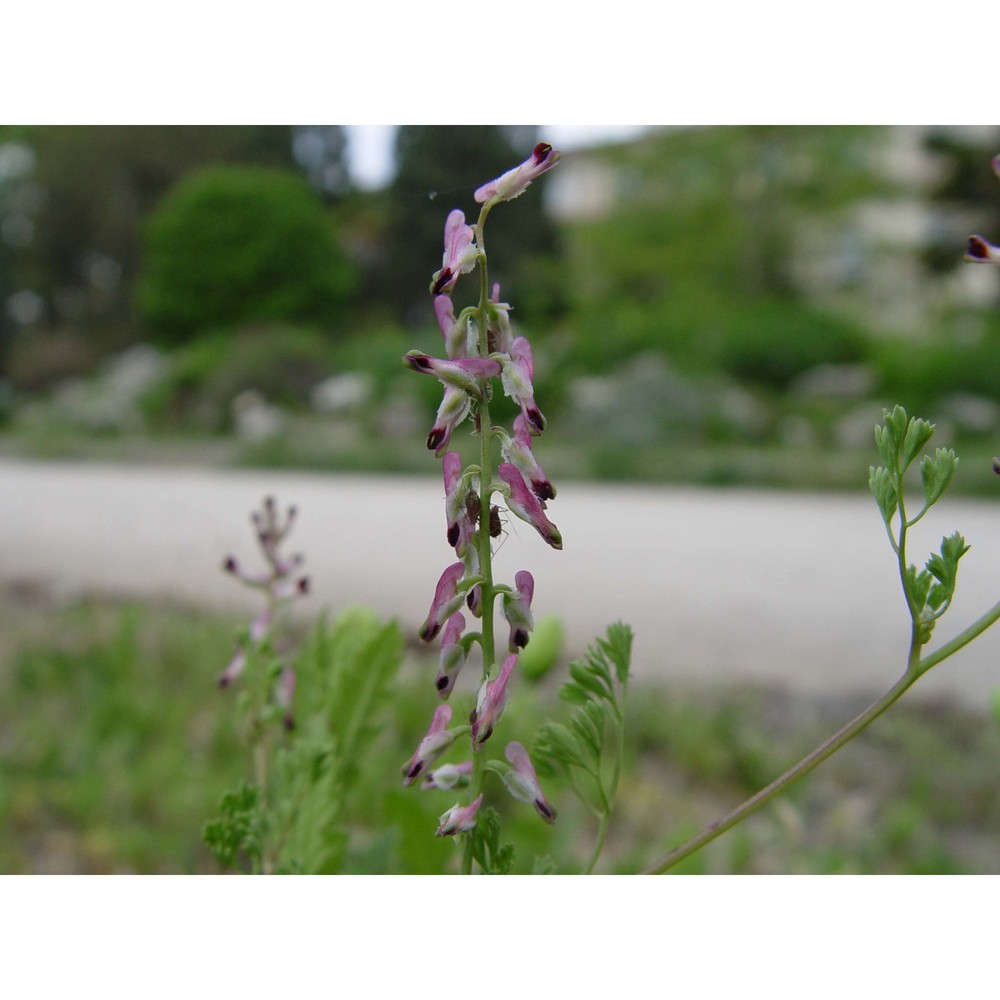 fumaria kralikii jord.