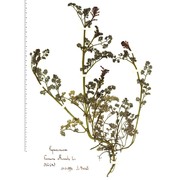 fumaria officinalis l.