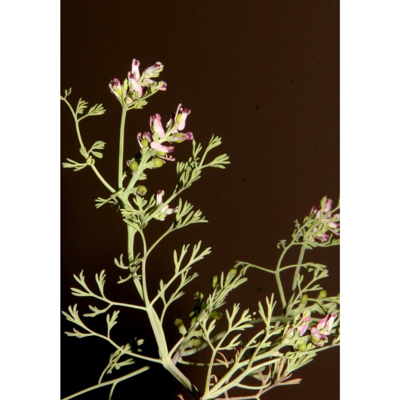 fumaria parviflora lam.