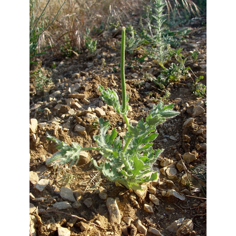 glaucium corniculatum (l.) rudolph