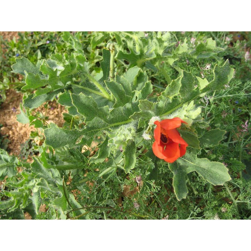 glaucium corniculatum (l.) rudolph