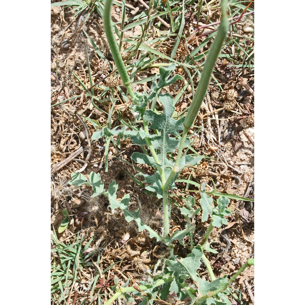 glaucium corniculatum (l.) rudolph