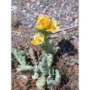 glaucium flavum crantz