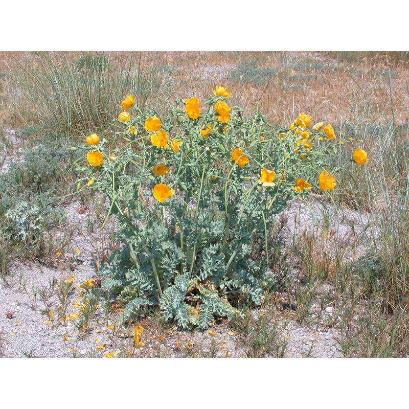 glaucium flavum crantz