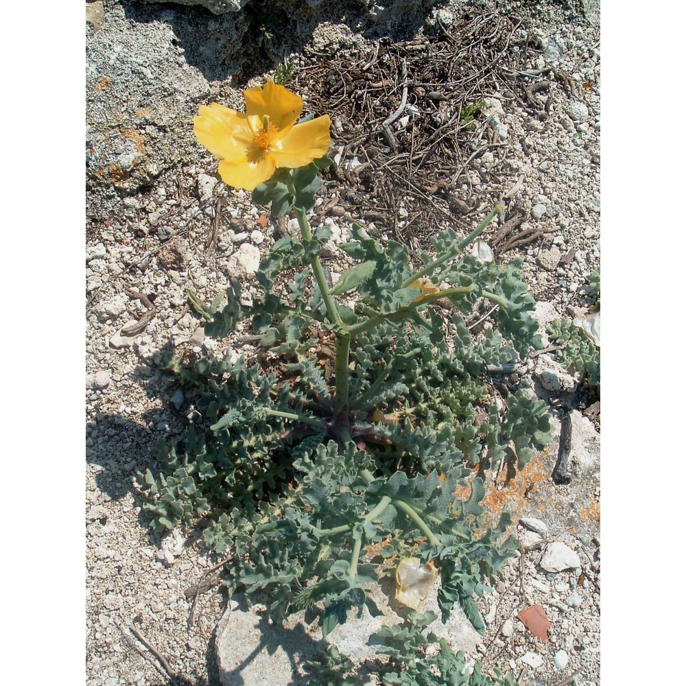 glaucium flavum crantz