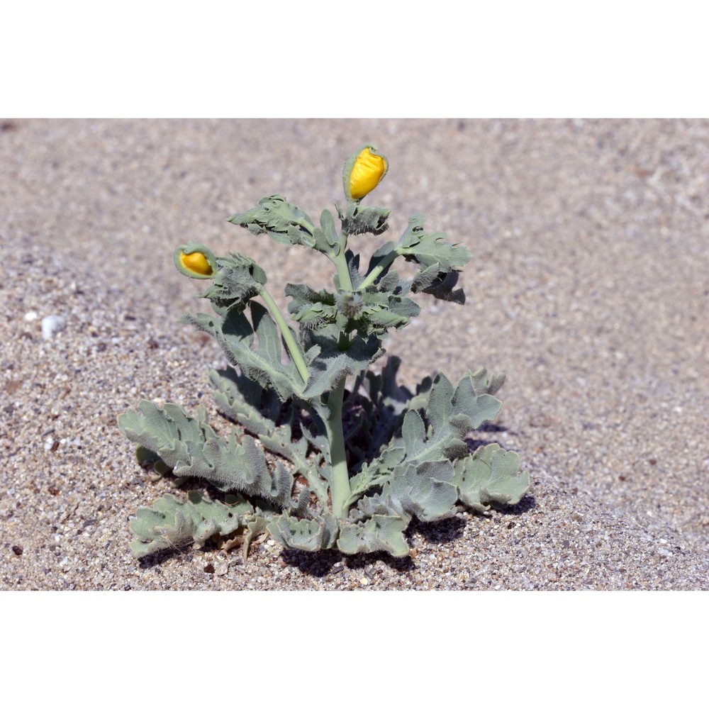 glaucium flavum crantz