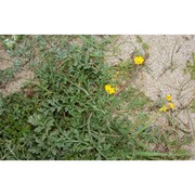 hypecoum procumbens l.