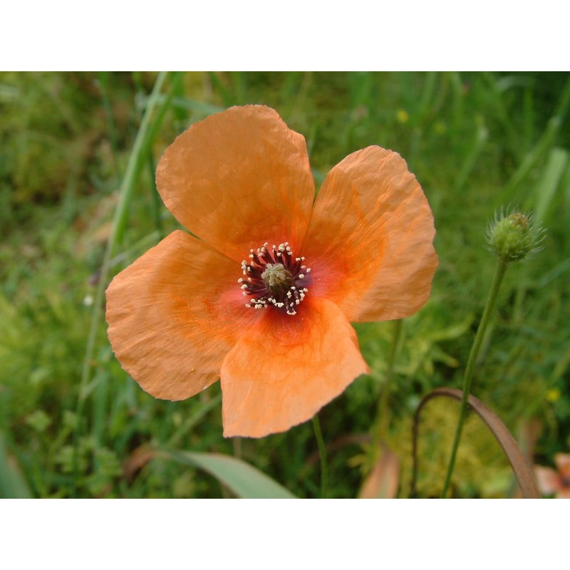 papaver apulum ten.