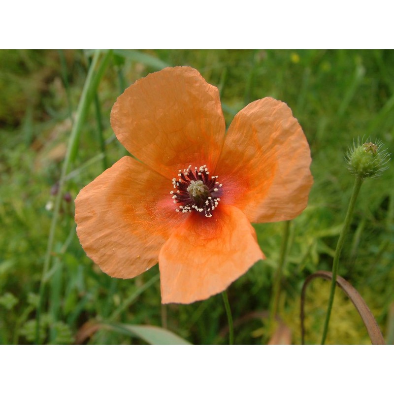 papaver apulum ten.