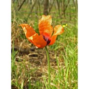 papaver argemone l.