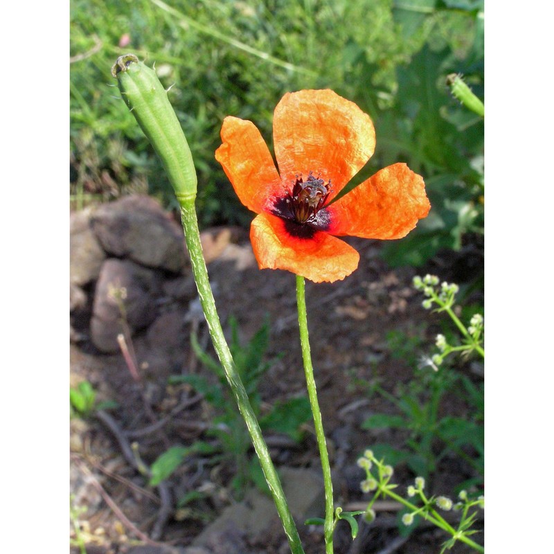 papaver argemone l.