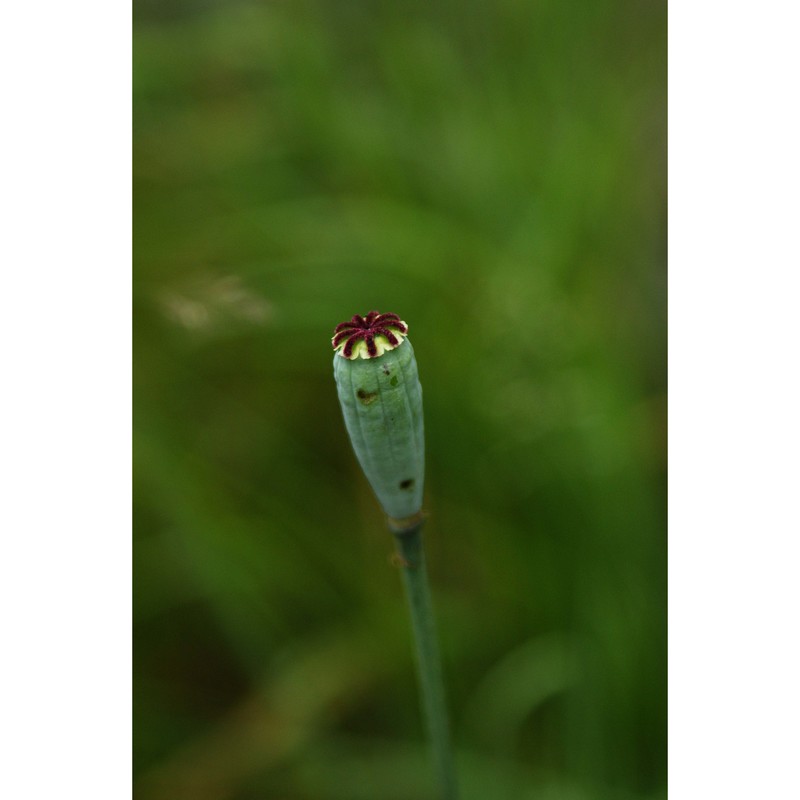 papaver atlanticum (ball) coss. subsp. atlanticum