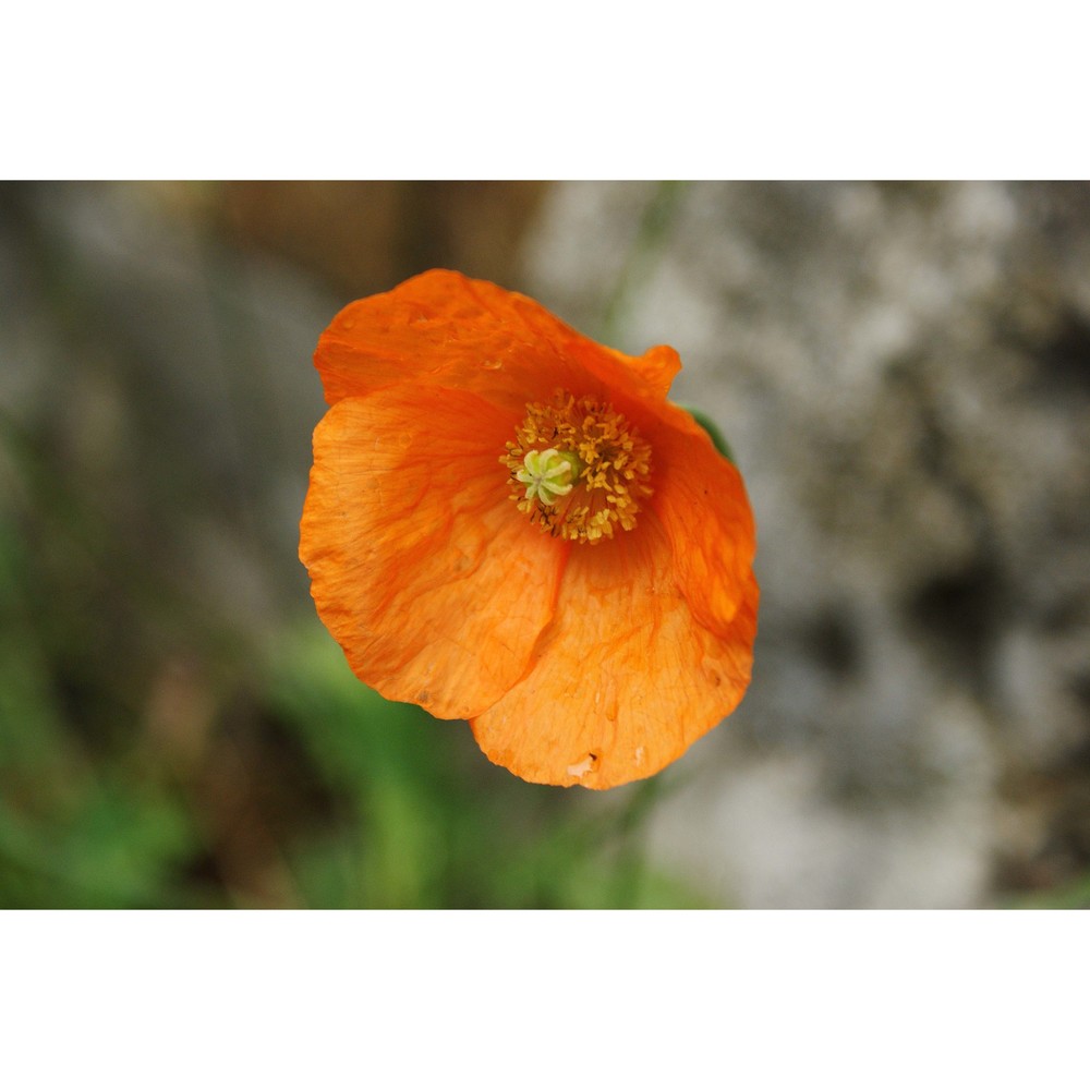 papaver atlanticum (ball) coss. subsp. atlanticum