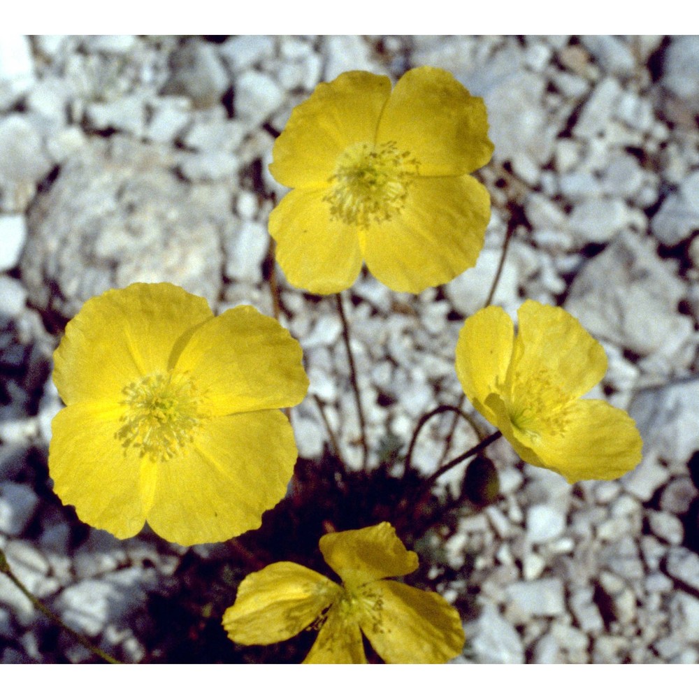 papaver aurantiacum loisel.