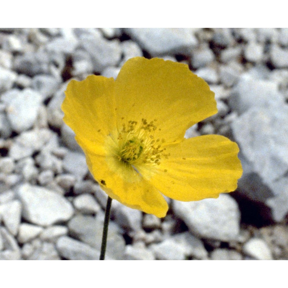 papaver aurantiacum loisel.