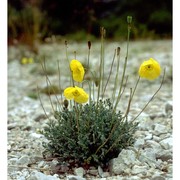 papaver aurantiacum loisel.